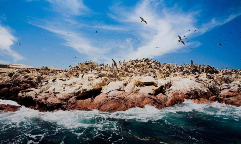 Santuario de biodiversidad, donde mar y desierto crean un paraíso único lleno de vida y paisajes espectaculares.